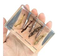 FHUILIJH Esemplare di radice di pianta - Modello educativo Esemplare di pianta - per l'esposizione dell'insegnamento della Scuola Materna cognitiva dei Bambini,Clear,8cm