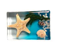 FHUILIJH Esemplare di Stella Marina Esemplari di Stelle Marine Reali Esemplare Animale in Resina per l'educazione scientifica in Classe di scienze,Clear,8cm