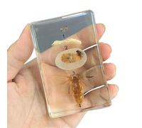 FHUILIJH Esemplare di Storia della Crescita del baco da Seta Reale Esemplare di baco da Seta in Resina per l'educazione scientifica, Collezionisti di stranezze,Clear,85mm