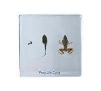 FHUILIJH Esemplare di Sviluppo della Rana in Resina - Ciclo di Vita degli esemplari fermacarte per Lo Sviluppo della Rana - per l'educazione scientifica,Clear,75mm
