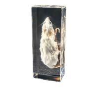 FHUILIJH Esemplare di Topo Bianco Esemplare Animale in Resina Trasparente in Resina per l'educazione scientifica in Classe di scienze,Clear,11cm