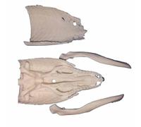 FHUILIJH Esemplare simulato di Cranio di Lucertola Serpente Modello di Ossa Reali Stampate in 3D per la Decorazione d'interni Insegnamento Ricerca,Bianca,11cm