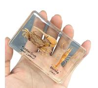 FHUILIJH Esemplari di Granchio e gamberetti - Modello di Esemplare di Anatomia del Granchio - per la Scuola Materna, Le scienze in Classe e Le esposizioni domestiche,Clear,85mm