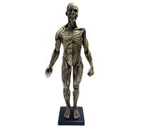 FHUILIJH Figura di Anatomia Umana Maschile Anatomia Anatomica Umana Cranio Testa Corpo Muscolo Osso Modello in Resina Riferimento anatomico per artisti,Grigio,60cm