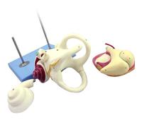 FHUILIJH Flesh,18cm, Modello della Struttura dell'orecchio Modello anatomico dell'orecchio Interno ed Esterno Modello educativo dell'Udito e dell'apparato uditivo per Uso Domestico e Scolastico