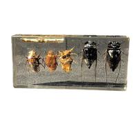 FHUILIJH Gli esemplari di Storia della Vita della Cavalletta Nera - Esemplare di Storia della Vita della Cicala - Esemplari di Classe di scienze per l'educazione scientifica,Clear,14cm