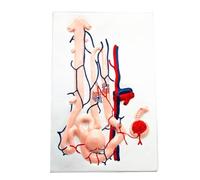 FHUILIJH Modello Anatomico dell'unità Renale - Modello del Corpuscolo Renale Ingrandito - per L'insegnamento E La Spiegazione Modello Medico,Flesh,20cm