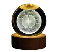 FHUILIJH Modello Anatomico in Cristallo 3D Cellule Staminali con Base, Regali per Neurologi,Clear,60mm