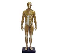 FHUILIJH Modello anatomico muscoloscheletrico del Corpo Umano in Resina Maschile Modello anatomico muscoloscheletrico Umano per Strumenti artistici,Beige,30cm