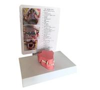 FHUILIJH Modello Dentale del Gatto Denti del Gatto Modello anatomico Modello dell'animale Domestico per l'insegnamento Canino per Strumento educativo Veterinario,Rosa,20cm
