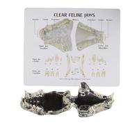 FHUILIJH Modello Dentale Veterinario per Animali Domestici Denti di Gatto Trasparenti Modello Orale Modello per Animali Domestici per l'insegnamento Canino,Clear,9cm
