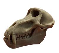 FHUILIJH Modello di Cranio di babbuino Modello di Cranio di Scimmia in Miniatura per l'apprendimento dell'insegnamento o della visualizzazione di Anatomia e fisiologia,Marrone,7cm