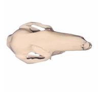 FHUILIJH Modello di Cranio di Canguro Tassidermia Vero Osso Campione di Cranio di Canguro per Studio Medico,Flesh,8cm