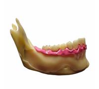 FHUILIJH Modello di decomposizione mandibolare Dimostrazione Modello anatomico per l'insegnamento e esperimenti di Ricerca Medica,Flesh,8cm