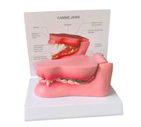 FHUILIJH Modello di Dente di Cane Modello patologico di Dente Canino per la dimostrazione dell'insegnamento della Ricerca veterinaria,Flesh,15c