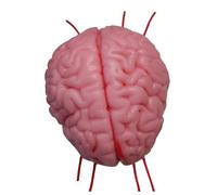 FHUILIJH Modello di modulo microchirurgico extracranico del Sistema vascolare del Cervello Umano per ausili didattici Medici,Rosso,13cm