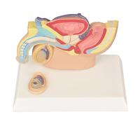 FHUILIJH Modello di Organo riproduttivo Maschile Umano - Modello di Sistema vescicale urinario - per Display didattico di Studio,Flesh,18cm