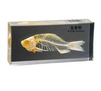 FHUILIJH Modello di Scheletro di Pesce Campione di Anatomia dello Scheletro di Pesce Incorporato per l'educazione scientifica in Classe di scienze,Clear,16cm