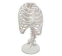 FHUILIJH Modello di Scoliosi Spinale - Modello di Valutazione della Curvatura Toracica - per Uso Didattico,Flesh,34cm