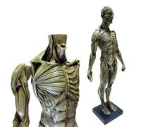 FHUILIJH Modello di Struttura Anatomica della Testa e delle Ossa muscolari umane Anatomia Maschile Modello osseo del Muscolo del Corpo della Testa del Cranio,Grigio,60c