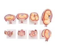 FHUILIJH Modello di Sviluppo dell'Embrione Umano - Modello del Ciclo di Sviluppo della Gestazione del Feto - per l'insegnamento della spiegazione Medica,Flesh,11cm