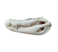 FHUILIJH Modello di Teschio di Coccodrillo Stampato in 3D, Statua del Teschio di Coccodrillo, per l'esposizione da Collezione della Grotta,Bianca,8c