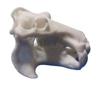 FHUILIJH Modello di Teschio di Ippopotamo in Miniatura - Scultura realistica della Testa di Animale - per l'esposizione del collezionista della Grotta,Bianca,7c