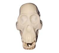 FHUILIJH Modello di Teschio di Scimmia in Miniatura - Modello di Teschio di Gorilla simulato - per la Scultura di Interior Design per la Decorazione Domestica,Bianca,7cm