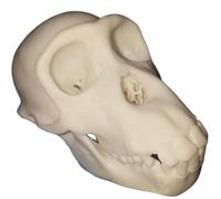 FHUILIJH Modello di Teschio di Scimpanzé - Modello di Replica del Cranio di Scimmia - per la Scultura di Interior Design per la Decorazione Domestica,Bianca,8cm