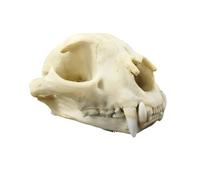 FHUILIJH Modello di Teschio Puma Statua del Teschio fossile del Leone Modello Decorativo Figurina Simulazione Pittura del Teschio Animale Modello in Resina di Riferimento,Marrone,25cm