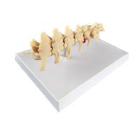 FHUILIJH Modello di Vertebre lombari del Cane Scheletro Canino Modello della Colonna vertebrale del Cane per l'insegnamento dell'ortopedia,Flesh,20cm