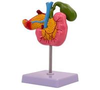 FHUILIJH Modello Duodenale Pancreatico - Modello Patologico della Cistifellea - per Studio Insegnamento Display Modello Medico,Flesh,20cm
