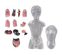 FHUILIJH Modello educativo Modello di Anatomia del Busto del Corpo Umano - Modello di Anatomia Femminile Trasparente - Modello di Anatomia Umana Trasparente Rimovibile,Clear,18cm