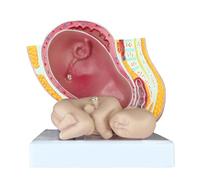 FHUILIJH Modello fetale a Termine - Modello pelvico per Donne Incinte di Nove Mesi - per l'insegnamento dello Studio Mostra Modello Medico,Flesh,12cm