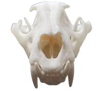 FHUILIJH Modello simulato del Cranio del Leone - Modello del Teschio del Leone in Miniatura - per la Decorazione Domestica Acquario Acquario Paesaggio da Collezione insegnamento Prop,Bianca,8cm