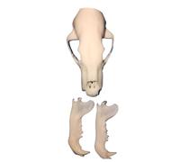 FHUILIJH Modello simulato del Cranio dell'orso Polare, Decorazione in Miniatura del Cranio dell'orso Polare, per l'educazione scientifica, Collezione,Bianca,7cm