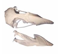 FHUILIJH Modello simulato del Cranio di pulcinella di Mare, Replica del Cranio Animale, per la Decorazione d'interni, Ricerca didattica,Bianca,9cm