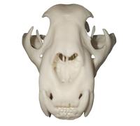 FHUILIJH Modello simulato del Teschio del Giaguaro - Modello di Replica del Cranio Animale - per l'insegnamento Medico, la Collezione d'Arte, la Decorazione della Pittura,Marrone,8cm