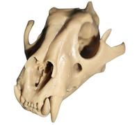 FHUILIJH Modello simulato di Testa di Tigre - Modello di Scheletro del Teschio di Tigre - per la Decorazione Domestica Acquario Acquario Paesaggio da Collezione,Marrone,9cm