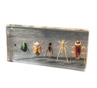 FHUILIJH Sei Parassiti Esemplari Vero Insetto Fermacarte Mosche Afidi Scarabeo Grillo Locuste Scarafaggi Modello Ausilio Didattico,Clear,140mm