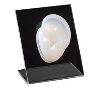 FHUILIJH Simulazione Silicone Tridimensionale Falso Orecchio Modello Gioielli Display Auricolare Piercing Pratica Modello,Clear b,6cm
