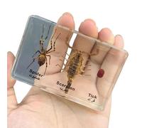FHUILIJH Spider Scorpion Specimen - Vero Esemplare di Ragno in Resina - per l'educazione scientifica, Collezionisti di stranezze,Clear,8cm