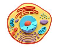 FHUILIJH Stampa 3D Modello di cellula Animale Simulazione Modello di Anatomia Cellulare Biologica per l'apprendimento in Classe Ausilio didattico,Flesh,11cm