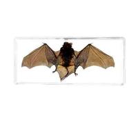 FHUILIJH Vero Esemplare di Pipistrello Animale tassidermia in Resina per l'insegnamento dell'educazione scientifica in Classe di scienze Esemplare di Insetto,Clear,14cm