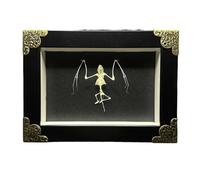 FHUILIJH Vero Scheletro di Pipistrello Esemplare Pipistrello Osso Esemplare Arte Fermacarte Biologia Anatomia Laboratorio Prescolare Educativo Insegnamento Giocattolo Scrivania Ornamento,Nero,15cm