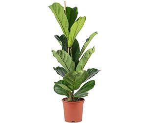 Fico a foglia di violino - Ficus Lyrata - Altezza ca. 100 cm, Vaso-Ø 21 cm