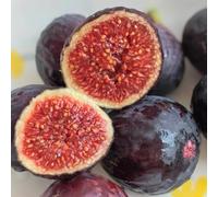 fico - balcone semi di giardino interno giardino interno d'appartamento resistenti esterno 350pcs