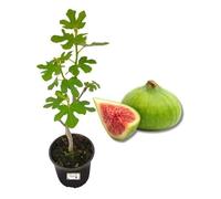 Fico Brogiotto Vaso 18 | Varietà precoce, Dolce e intensa