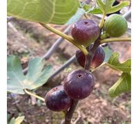 fico colonnario semi di letto elevato semi balcone letti elevati espaldera Letti elevati 350pcs