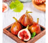 fico - da appartamento esotiche da serra interno colonnari, rampicanti giardino giardino sul balcone rampicanti resistenti in 400semi